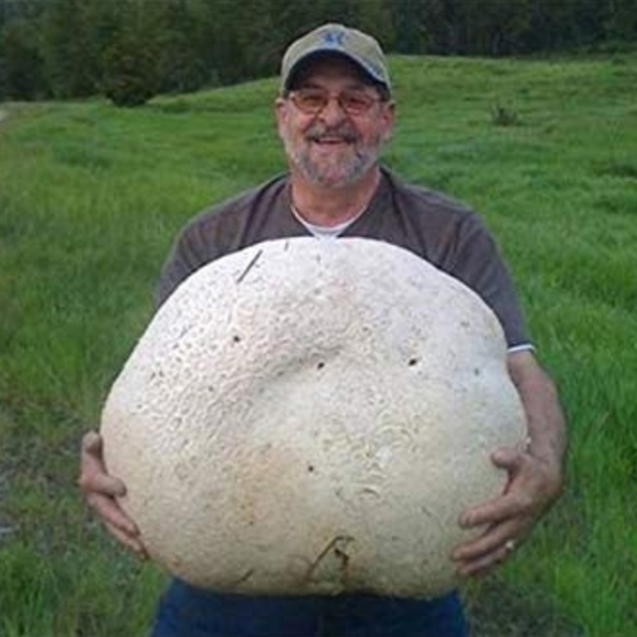 GIANT Puffball Mushroom Spores - Grow Kit - Over 1 Billion Spores! 🍄 - Picture 2 of 8